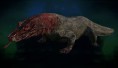 Komodorský drak (Komodo dragon)